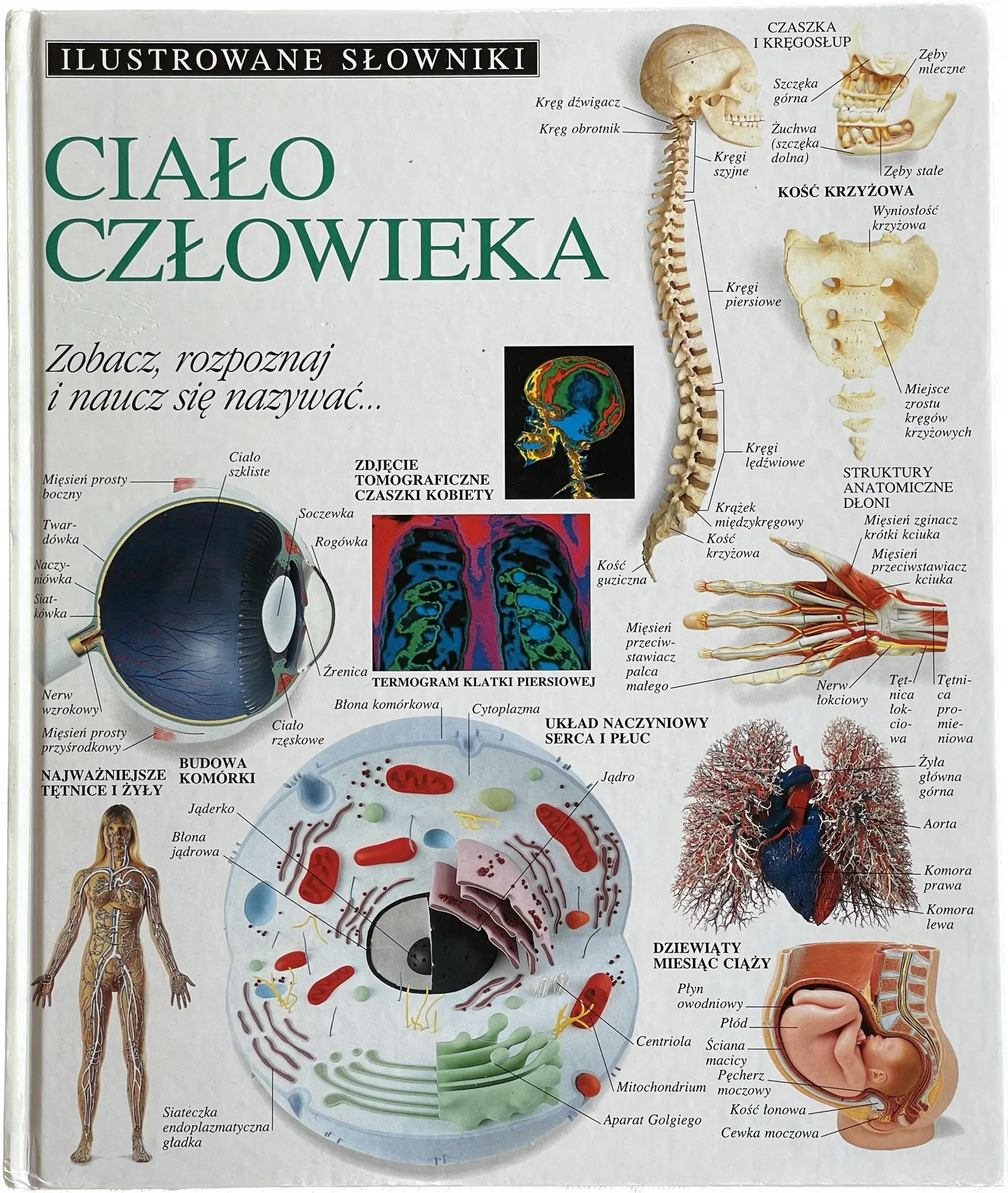 Okładka: ILUSTROWANE SŁOWNIKI Ciało człowieka ARKADY twarda
